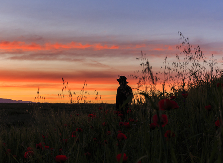 Silhouette of a man standing in a poppy field at dawnの写真素材