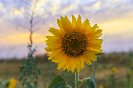 Ripe sunflower on the field at sunsetの写真素材
