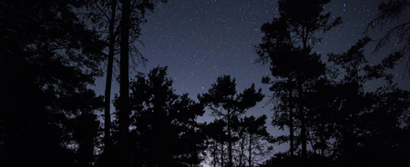 Stars over night forestの写真素材