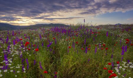 A field of daisies, poppies and mountain lavender high in the mountainsの写真素材