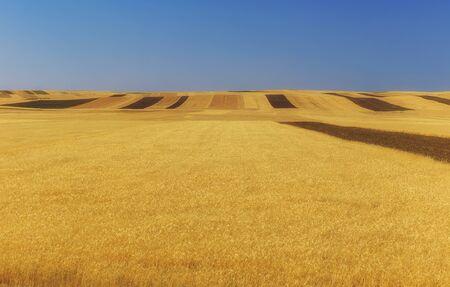 Fields of ripened wheat in the mountains