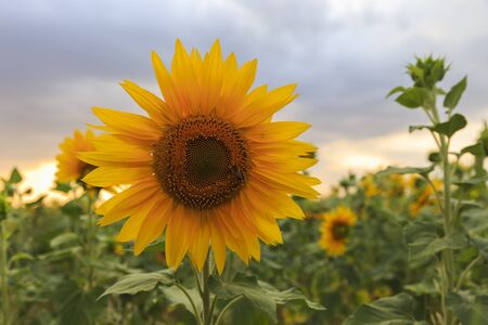 Lonely sunflower against a cloudy skyの写真素材