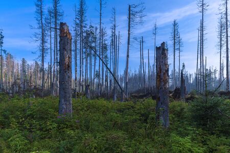Felled and broken trees in Tatra mountainsの写真素材