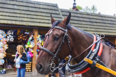Harnessed horse standing on the streetの写真素材