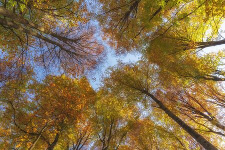 Autumn trees in the forest. Top to bottom view.