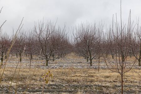 Plantation of bare planted fruitful trees