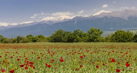 Blooming poppy fields in the spring in the mountainsの写真素材