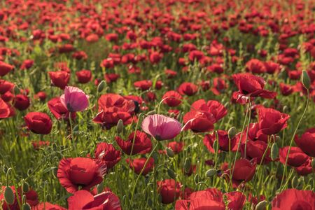 Pink poppies at sunset in the fieldの写真素材