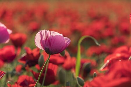 Pink poppies at sunset in the fieldの写真素材