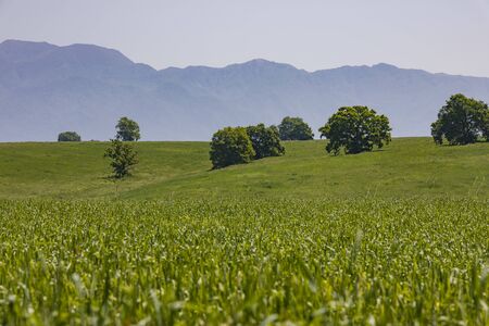 Mountains and green fields in spring