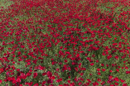 Blooming poppy fields in the spring in the mountainsの写真素材
