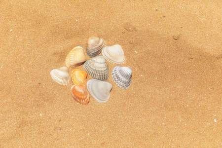 Multi-colored shells lying on the golden sand of the beach