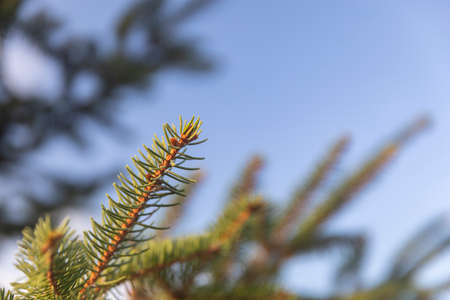 Beautiful branch of a Christmas tree in natureの写真素材