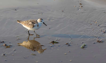 Calidris alba looking for food on the beachの写真素材