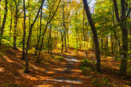 The beauty of trees in the autumn forest