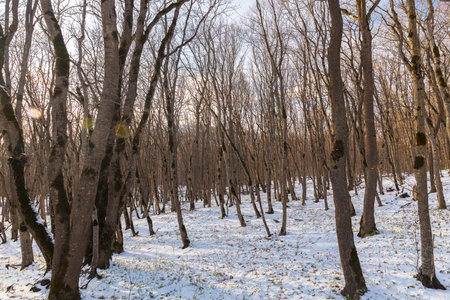 Winter forest in clear weather in the mountainsの写真素材