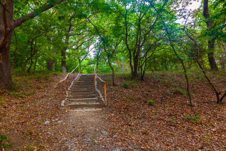Staircase lined with stones in a dense forestの写真素材