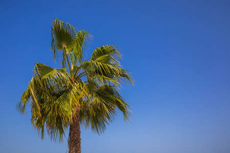 Palm branches against a clear blue skyの写真素材