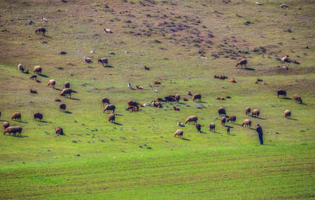 Shepherd grazing his flock in the mountains in spring