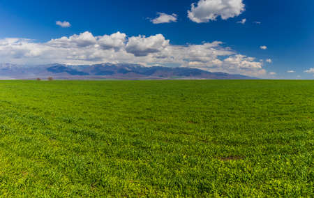 Green field against the background of snow-capped mountainsの写真素材