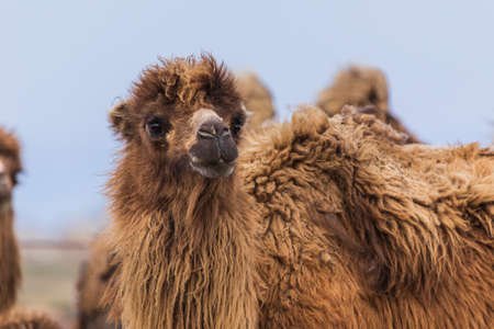 A herd of camels looking at the cameraの写真素材