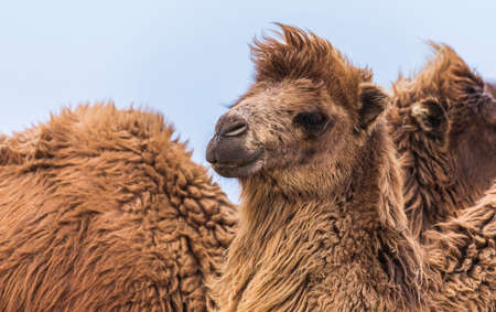 A herd of camels looking at the cameraの写真素材
