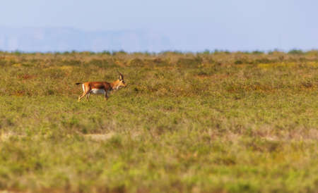 Lonely gazelle walking across the steppeの写真素材