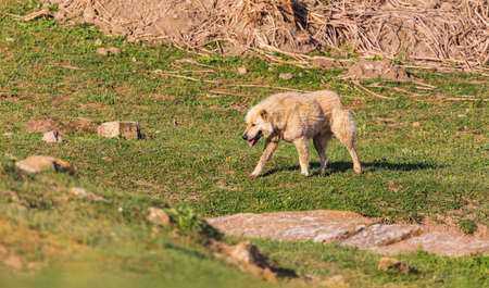Guard shepherd dog walking in the field
