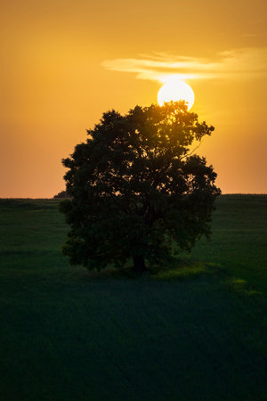 Lonely oak standing in a field among poppiesの写真素材