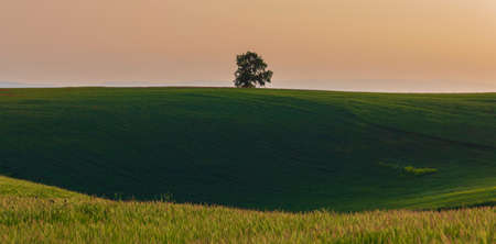 Lonely oak standing in a field among poppiesの写真素材