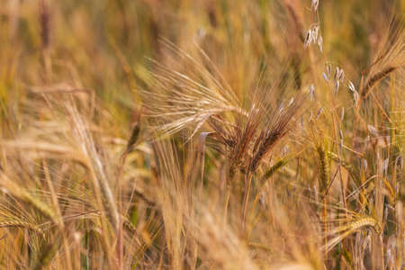 Wheat field in summer mountains of Azerbaijan