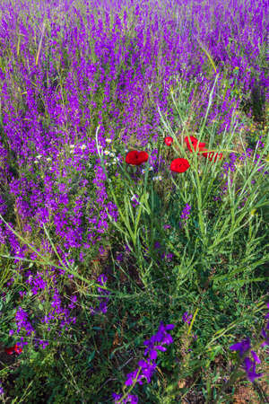 Field of purple wildflowers in summerの写真素材