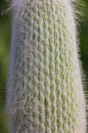 Ð¡ephalocereus senilis (old man cactus) growing on the boulevard in Bakuの写真素材