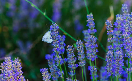 White butterfly sitting on lavenderの写真素材