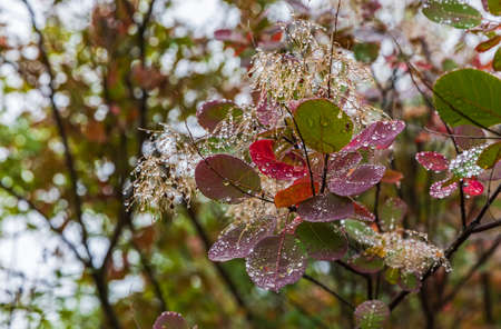 Raindrops on colorful leaves in the forest in autumn