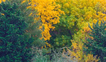 Autumn colors of trees in the city