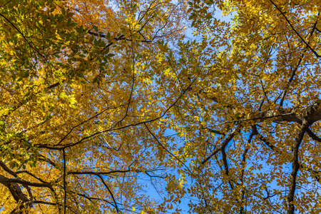 Crowns of trees in the forest in autumn
