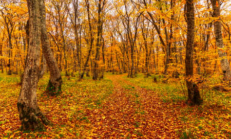 Autumn colors in the forest in Novemberの写真素材