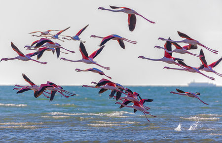 Takeoff of a flock of flamingos on the seaの写真素材