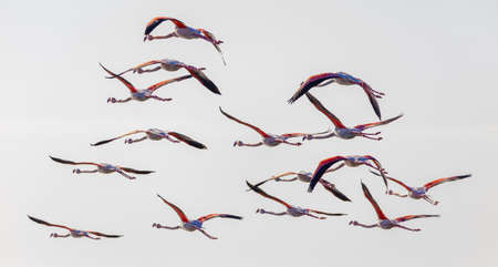 A flock of flamingos on the seaの写真素材