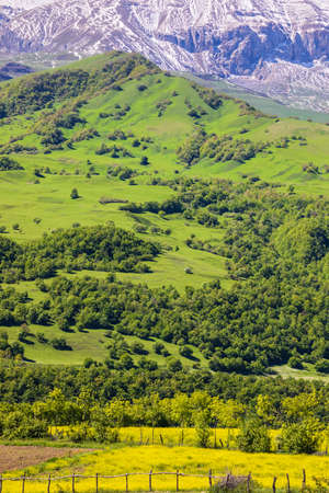 Blooming flowers and grass in the mountains in spring