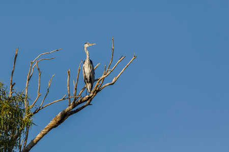 Gray heron sitting on the branches of a dried treeの写真素材