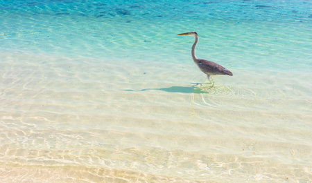 Gray heron standing on the sand in the Maldivesの写真素材