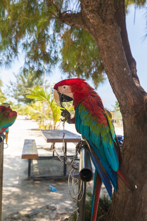 Macaw parrot sitting on labor