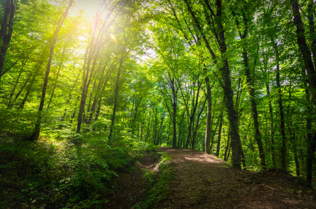 Spring forest in the mountains