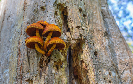 Pholiota Adiposa on a tree in the forest. Mushrooms on the treeの写真素材