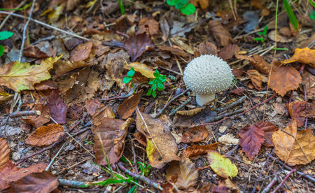 Puffball puffball (Lycoperdon perlatum) in the autumn forestの写真素材