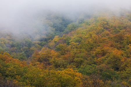Autumn forest in the mountainsの写真素材
