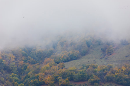 Autumn forest in the mountainsの写真素材
