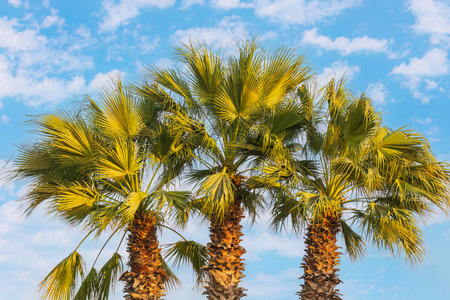 Palm trees against the sky at sunsetの写真素材